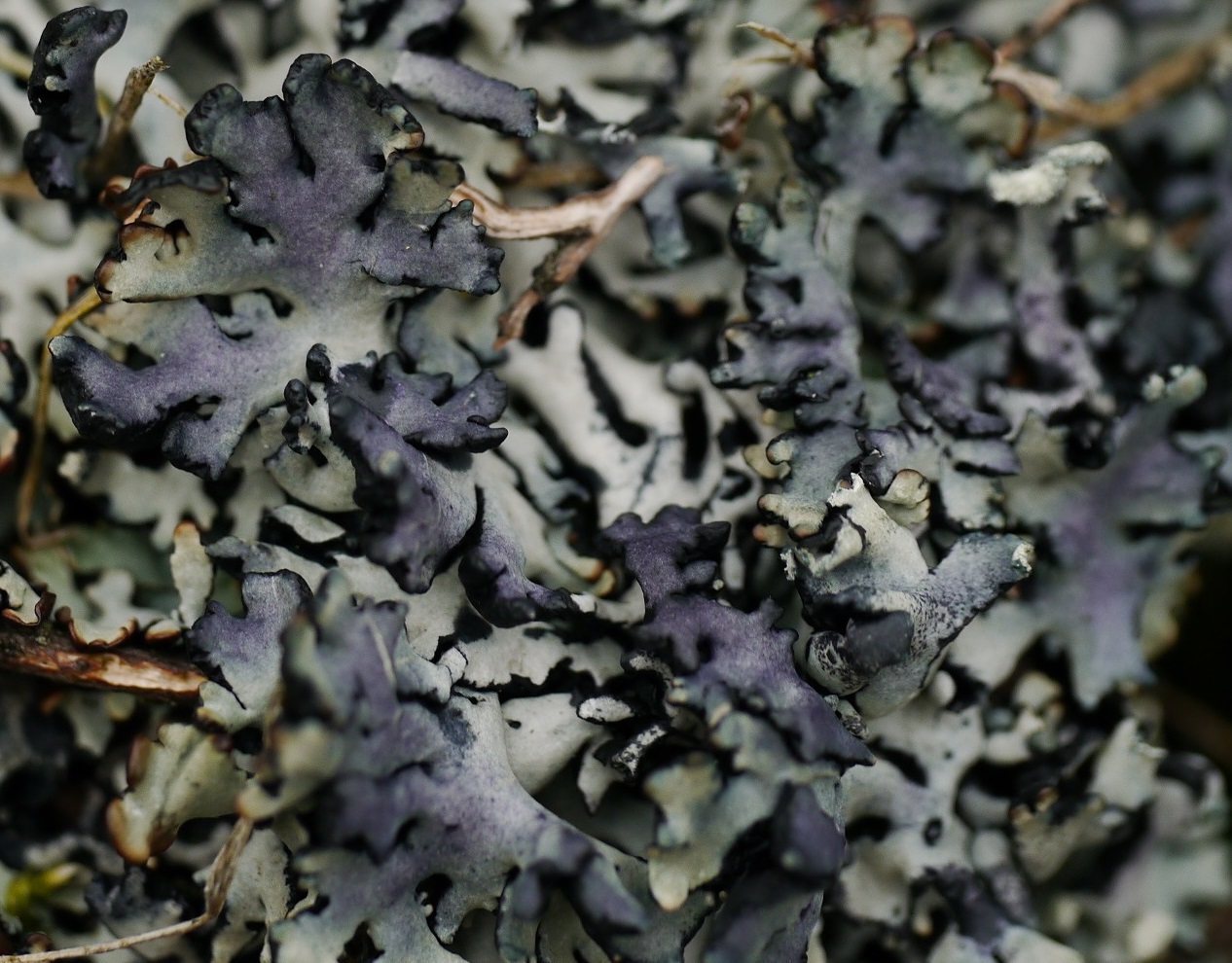 Om welke mossoort gaat het hier?